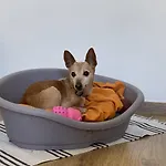 Igor アパート プーラ