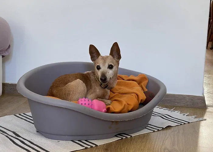 Igor Appartement Pula