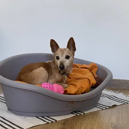 Igor 아파트 풀라